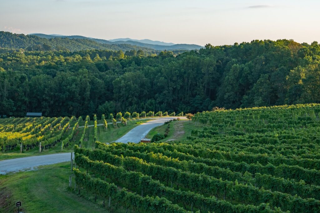 Panoramic view of one of the North Carolina wineries at dusk with orderly rows of grapevines.