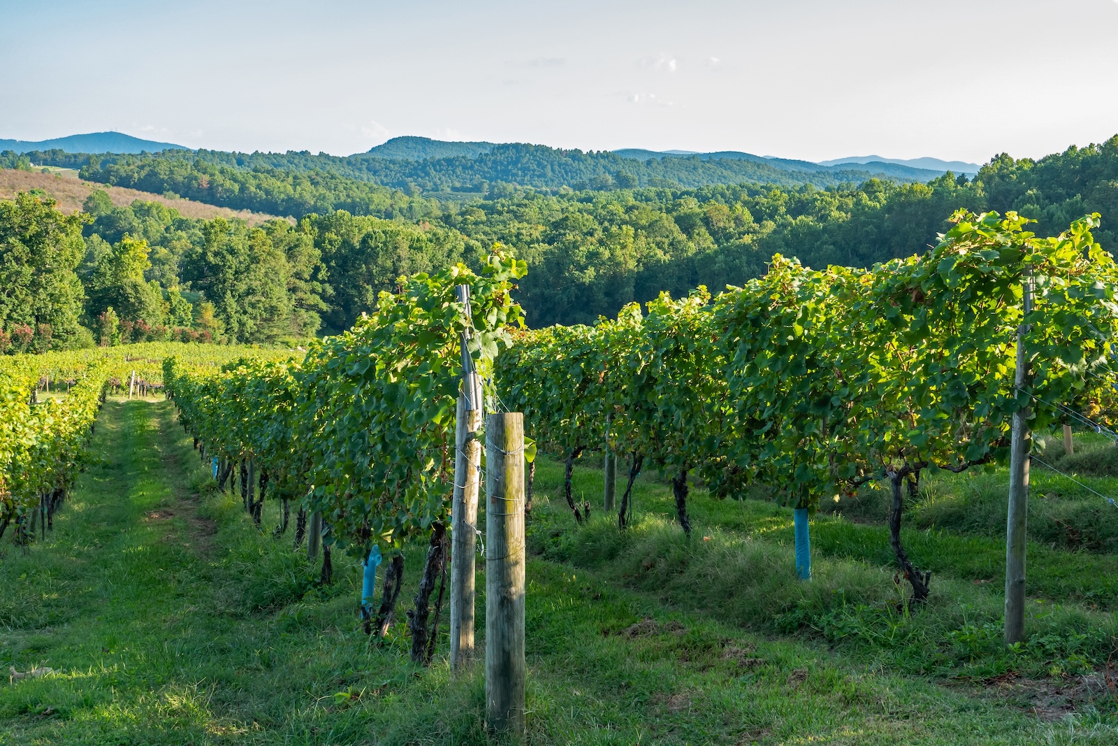 North Carolina Wineries We Send Our Guests To 1 Closeup of one of the North Carolina wineries at dusk with orderly rows of grapevines.