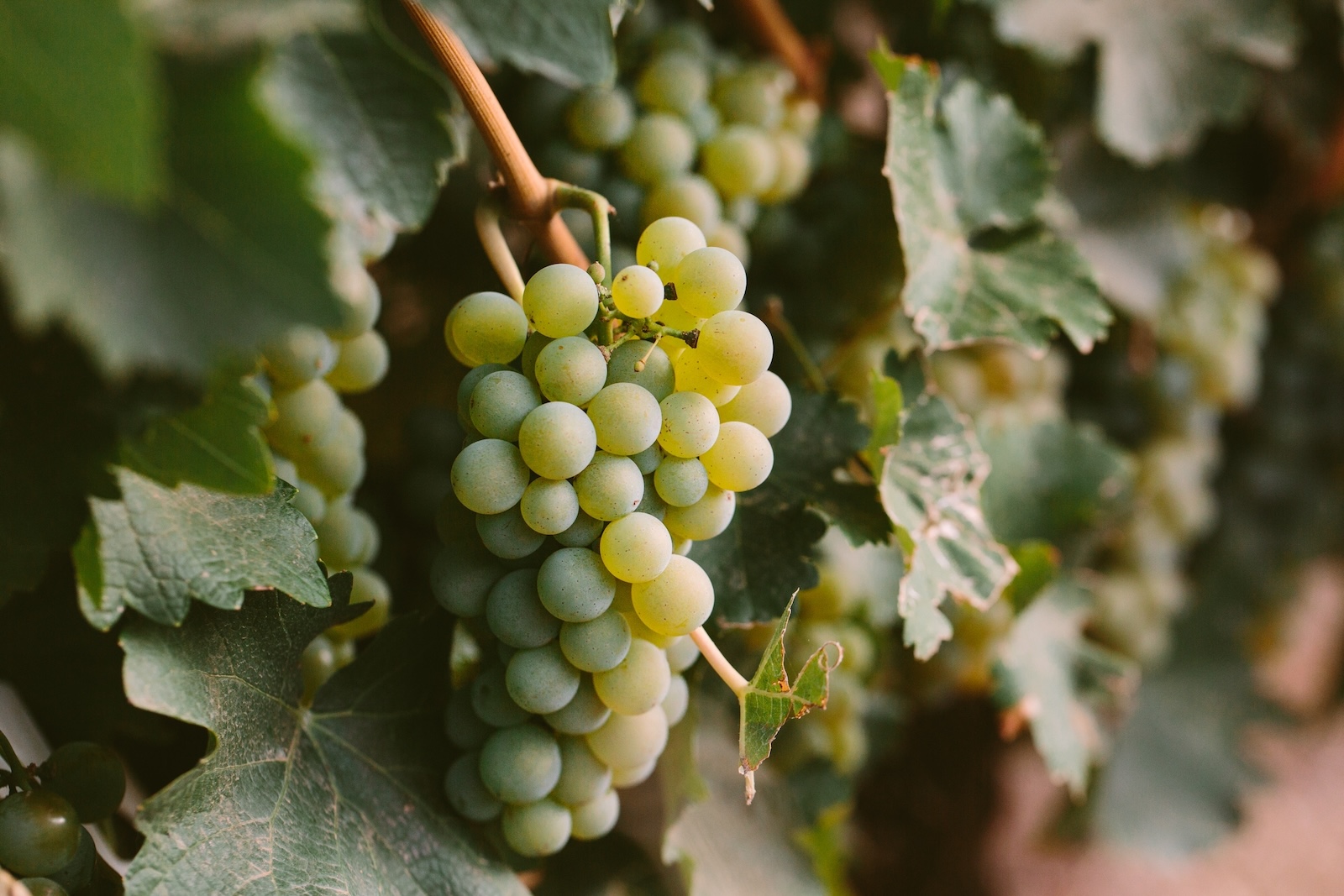 North Carolina Wineries We Send Our Guests To 2 A close-up cluster of ripe white wine grapes hanging on a grapevine at one of the Western North Carolina wineries.