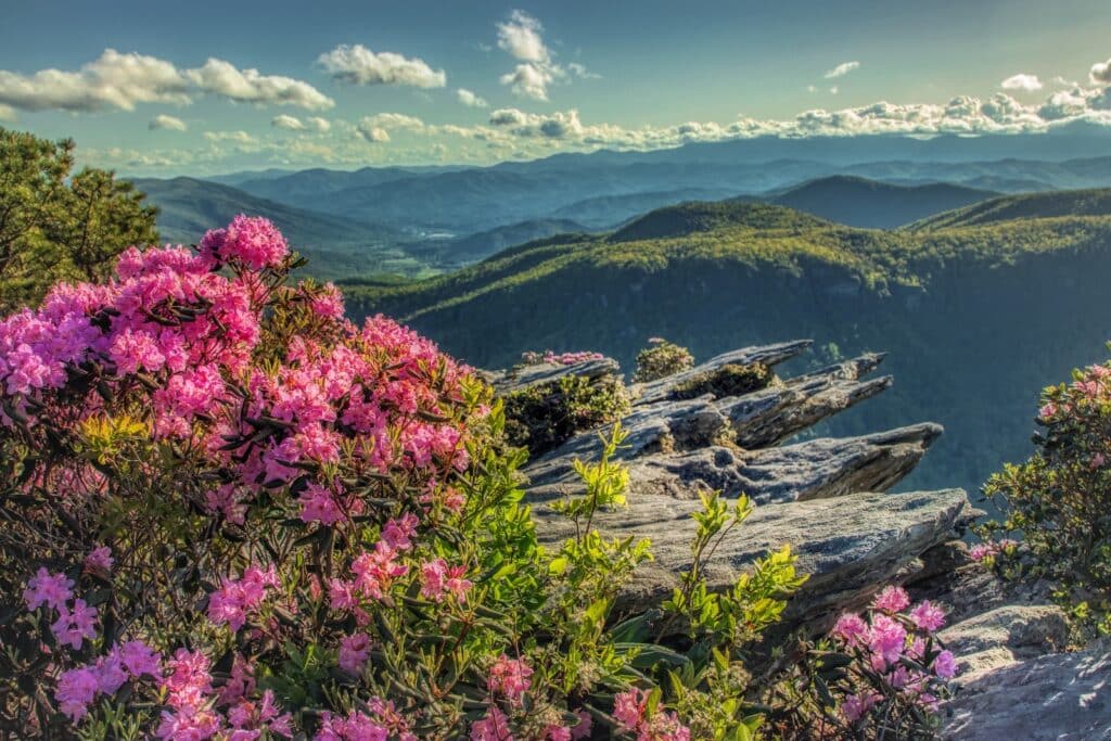 When is the best time to visit North Carolina? Anytime of year. In the summer and spring enjoy the lush vegetation of the Pisgah National Forest, like these rhododendrons.