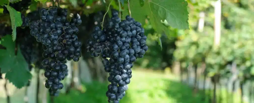 Be Delighted by 6 of the Best Vineyards in North Carolina 4