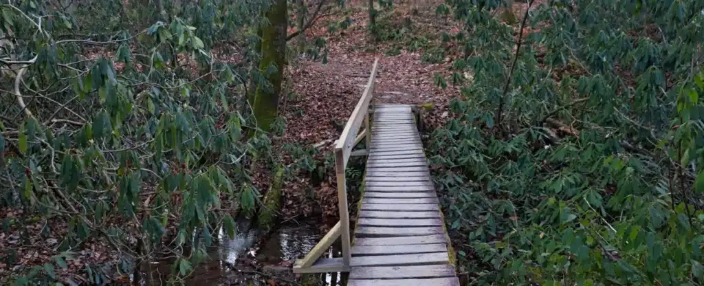 Discover 9 Fabulous Things to Do in Pisgah National Forest 40 Discover 9 Fabulous Things to Do in Pisgah National Forest 29