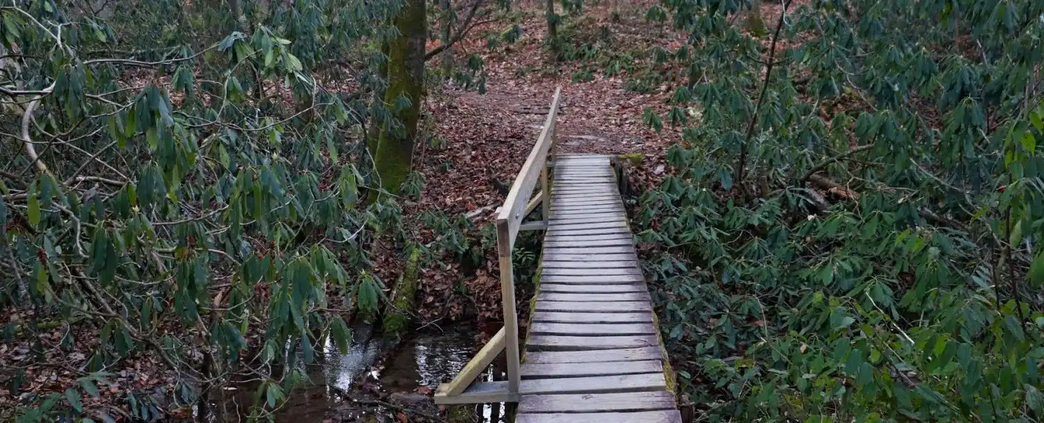 Discover 9 Fabulous Things to Do in Pisgah National Forest The