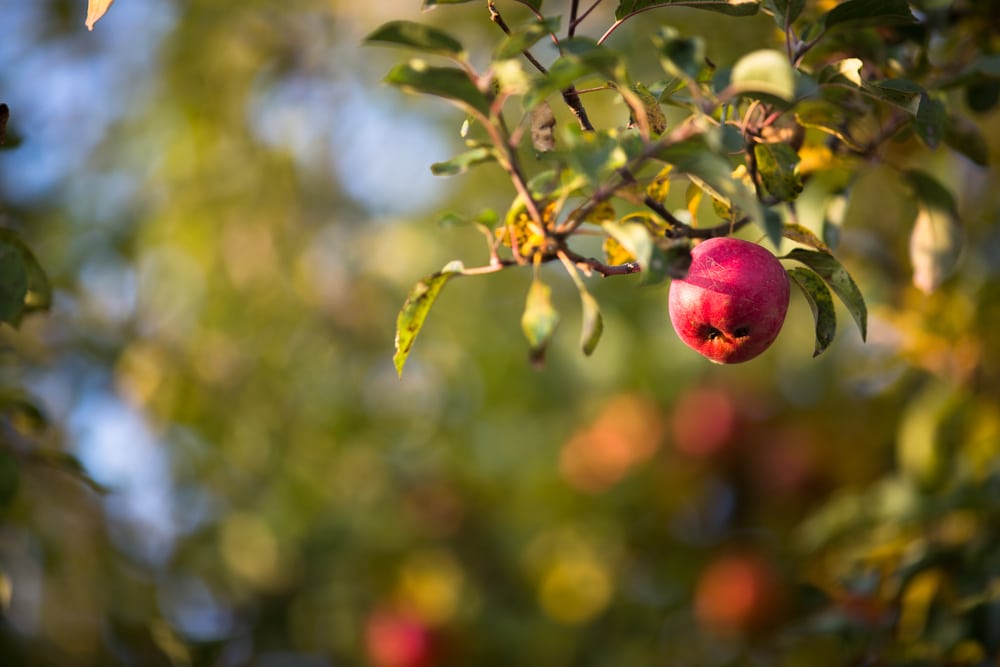 Celebrate the apple orchards at the Hendersonville Apple Festival in North Carolina