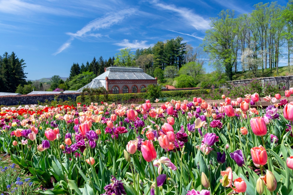 The Gorgeous gardens at the Biltmore Mansion in Asheville, NC