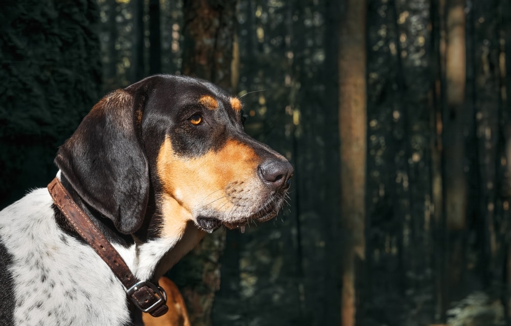 Everything You Need to Know About Coon Dog Day 4 Coon dog in the forest - celebrate these dogs with coon dog day in Saluda, NC