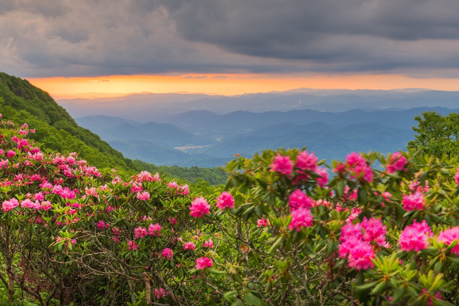 Craggy Gardens Trail, the Best NC Mountain Hike 1 Hiking along the Craggy Gardens Trail with a view of the Blue Ridge Mountains and pink rhododendron is one of the best ways to experience western North Carolina.