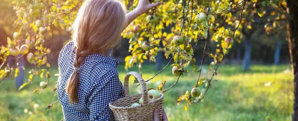 These Are the Best Places for Apple Picking near Asheville, NC 1